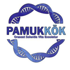 PAMUKKÖK